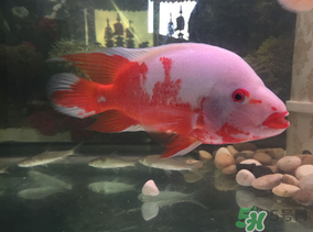 魚眼睛紅了怎么回事？魚眼睛變紅是什么原因？