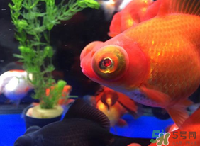 魚眼睛紅了怎么回事？魚眼睛變紅是什么原因？