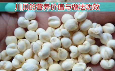 川貝有假的嗎 川貝有毒性嗎