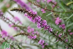 益母草煮雞蛋什么時候吃最好?益母草煮雞蛋是月經(jīng)前吃嗎? 益母草煮雞蛋什么時候吃最好?益母草煮雞蛋是月經(jīng)前吃嗎?