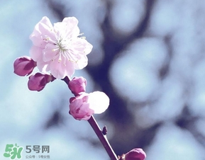 立春吃什么蔬菜？立春時令蔬菜推薦