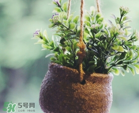 立春吃什么蔬菜？立春時令蔬菜推薦