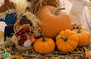 南瓜多少錢(qián)一斤？南瓜一畝能收多少斤？