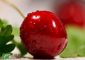 車厘子每天吃多少合適？車厘子一天吃多少最好？