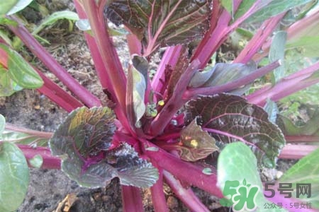 紅菜苔熱量高嗎？吃紅菜苔嗎會胖嗎？