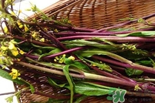 紅菜苔苦的可以吃嗎？紅菜苔很苦可以吃嗎？