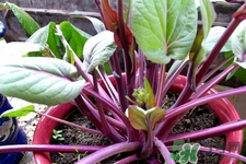 紅菜苔是苦的嗎？紅菜苔為什么有苦味？