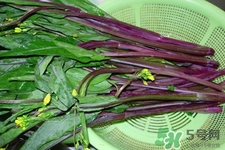 紅菜苔的花可以吃嗎？紅菜苔上面的花能吃嗎？