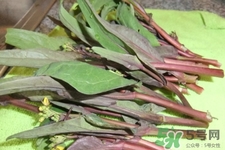 紅菜苔怎么挑選？如何挑選紅菜苔？