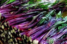 紅菜苔怎么挑選？如何挑選紅菜苔？