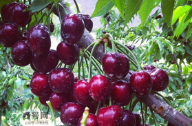 車?yán)遄釉趺幢４婧?？車?yán)遄釉趺幢ｕr？