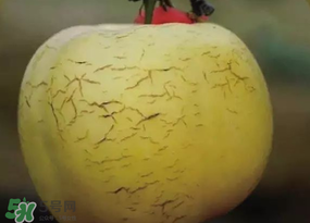 蘋果裂紋能吃嗎？蘋果裂紋是怎么回事？