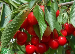 車厘子什么季節(jié)吃？車厘子是什么季節(jié)的水果？