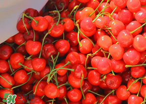 車厘子什么季節(jié)吃？車厘子是什么季節(jié)的水果？