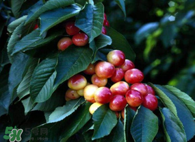 車?yán)遄硬恍迈r了怎么辦？車?yán)遄硬恍迈r能吃嗎？