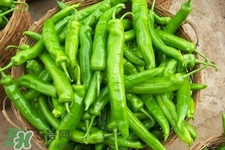 青椒可以放冰箱嗎？為什么青椒不能放冰箱？