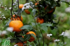 沙糖桔是轉(zhuǎn)基因食物嗎？沙糖桔是轉(zhuǎn)基因水果嗎？