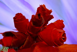 情人節(jié)送什么顏色的玫瑰花好？情人節(jié)送幾朵玫瑰花好？