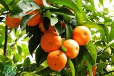 沙糖桔怎么保存？沙糖桔的儲存方法