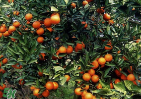 血橙多少錢(qián)一斤？四川血橙多少錢(qián)一斤？