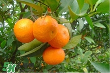 冰糖橘怎么挑選？如何挑選冰糖橘？