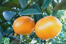 高血壓能吃橘子嗎？高血壓病人可以吃橘子嗎？