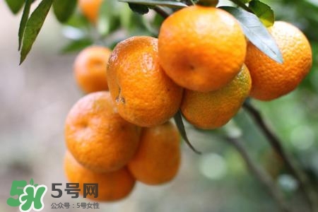 蜜桔怎么保存？蜜桔的保存方法