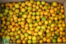 貢桔上火嗎？貢桔吃多了上火嗎？