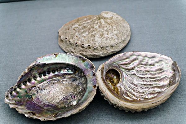 石決明的功效與作用 石決明有什么功效 石決明的功效與作用 石決明有什么功效