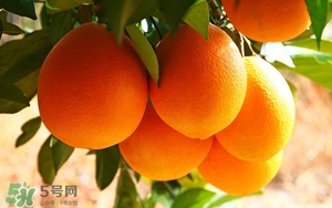 吃臍橙會上火嗎？臍橙吃多了會上火嗎？