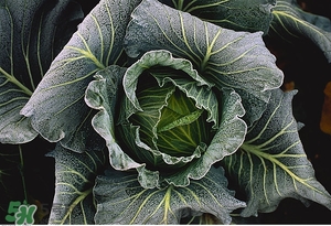 老人吃什么好？老人飲食注意事項(xiàng)