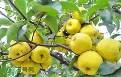 冬天吃梨子太冰怎么辦？冬天怎么吃梨子不冰？