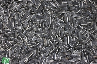 冬天吃瓜子上火怎么辦？冬天瓜子吃多了上火怎么辦？