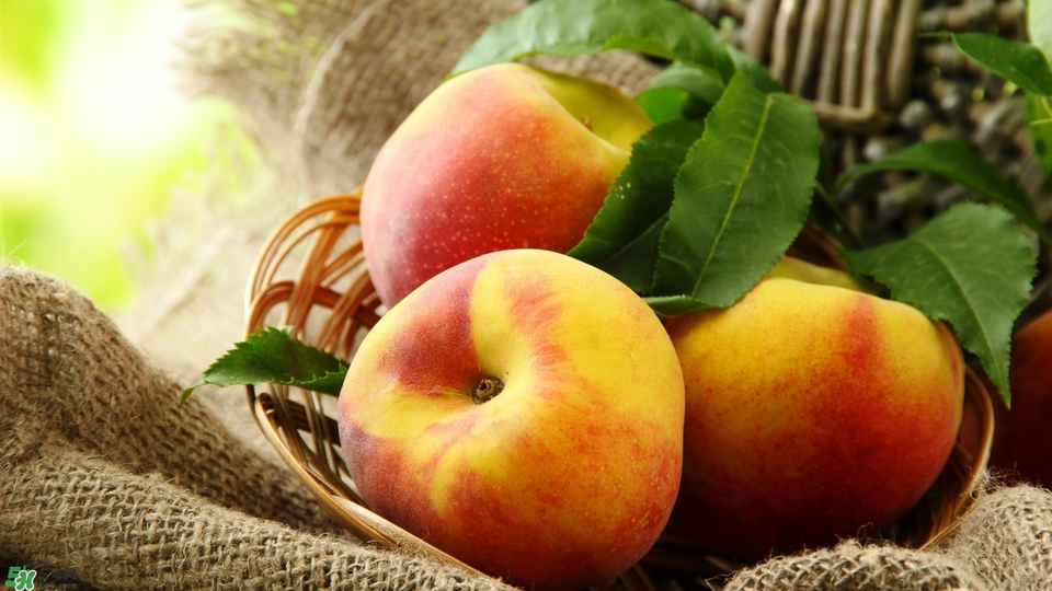 冬天蘋果太涼怎么吃？冬天蘋果太涼怎么給寶寶吃？