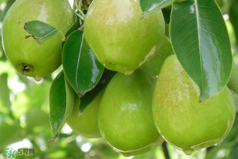 香梨的皮能吃嗎？香梨皮的好處