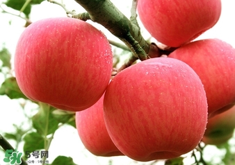 冬天蘋果太涼怎么吃？冬天蘋果太涼怎么給寶寶吃？