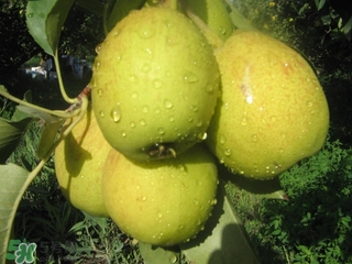 香梨表面的蠟怎么去除？如何去除香梨表面的蠟？