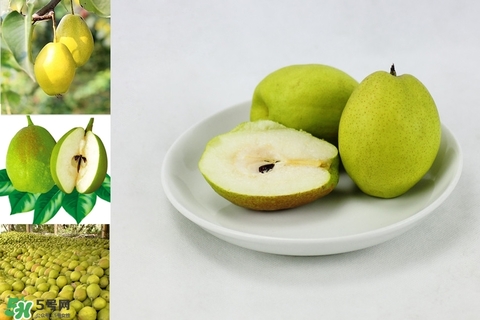 黃香梨好吃還是綠香梨？香梨什么樣的好？