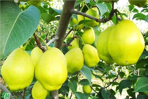 黃香梨好吃還是綠香梨？香梨什么樣的好？