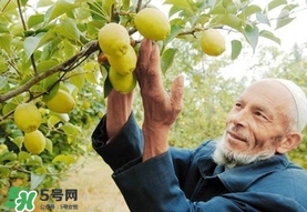 香梨吃多了會(huì)怎樣？香梨一天可以吃幾個(gè)？