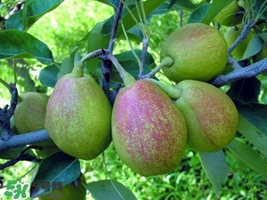 香梨吃多了會(huì)怎樣？香梨一天可以吃幾個(gè)？