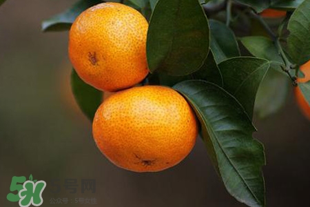 橘子變軟了可以吃嗎？橘子變軟了還能吃嗎？