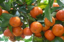 橘子變軟了可以吃嗎？橘子變軟了還能吃嗎？