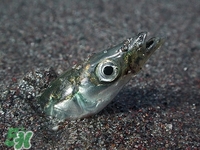 孕婦可以吃銀魚(yú)嗎?孕婦吃銀魚(yú)的好處 孕婦可以吃銀魚(yú)嗎?孕婦吃銀魚(yú)的好處