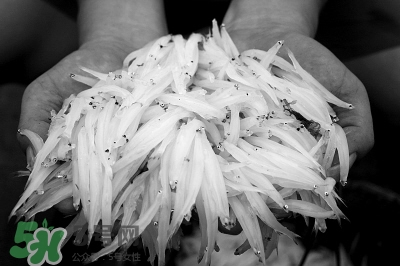 銀魚(yú)可以冷凍嗎?冷凍小銀魚(yú)怎么做好吃 銀魚(yú)可以冷凍嗎?冷凍小銀魚(yú)怎么做好吃