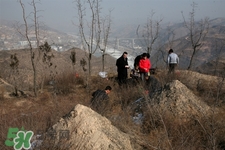 正月可以掃墓嗎？正月能不能上墳？