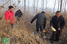 正月可以掃墓嗎？正月能不能上墳？