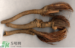 漏蘆的功效與作用及禁忌 中藥漏蘆的功效與作用 漏蘆的功效與作用及禁忌 中藥漏蘆的功效與作用