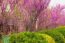 春季養(yǎng)生需注意什么？春季養(yǎng)生宜分三個(gè)時(shí)間段