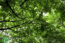 春天養(yǎng)生湯有哪些？春季養(yǎng)生喝什么湯好？